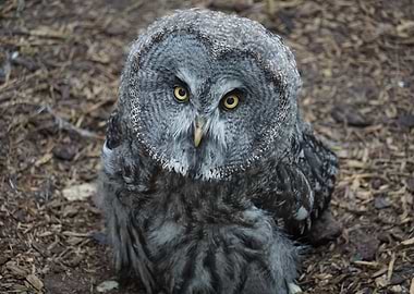 Great Grey Owl Close-Up