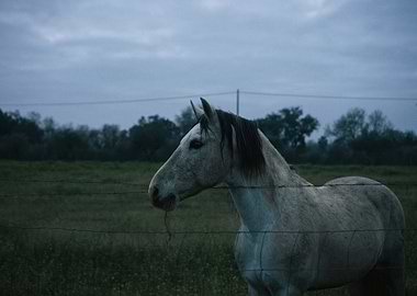 Horse in a Field