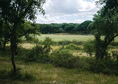 Opening Through Trees