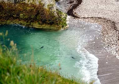 Seals in Coastal Inlet
