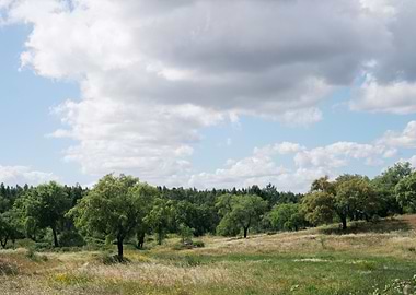 Green Meadow Landscape