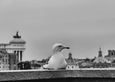 Seagull on Rooftop in Rome