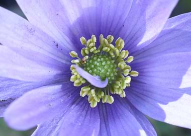 Purple Flower Close-Up