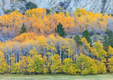 Autumn Forest Landscape
