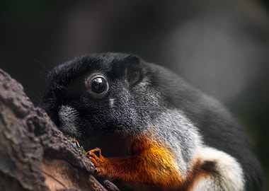 Tricolor Squirrel