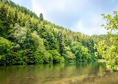 Forest Lake Serenity