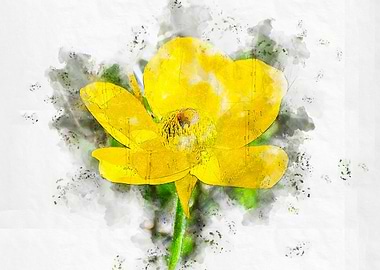 Watercolor Yellow Persian buttercup