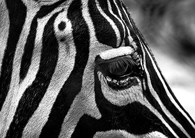 Zebra Eye Close-Up