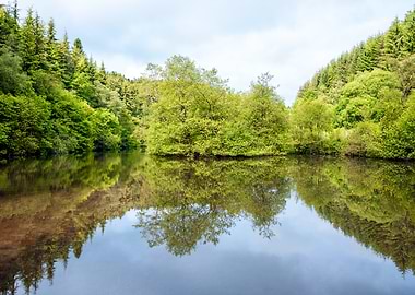 Tranquil Forest Lake