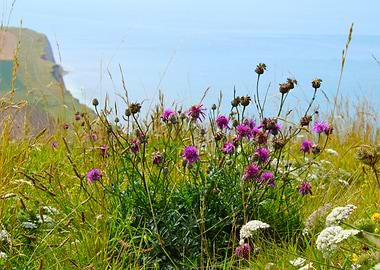 Purple wildflowers by the Coast