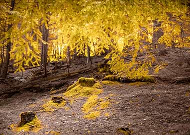 Golden Forest Colours