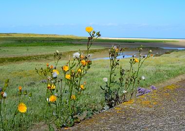 Wildflowers by the Coast