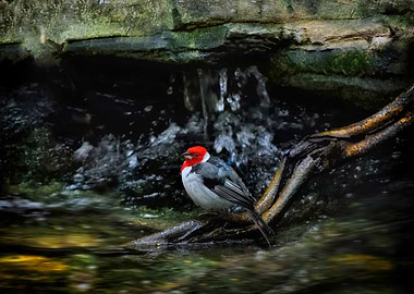 Red-Crested Cardinal by Stream Nature photo