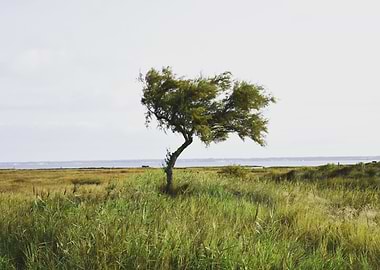 Lone Tree by the Sea