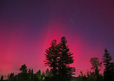 Paradise Aurora Borealis with Sequoias