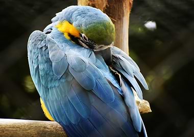 Blue and Yellow Macaw