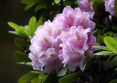 Pink Rhododendron Blooms