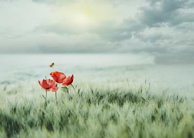 Poppies in a Field