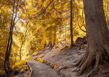 Golden Woodland Path