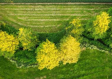 Aerial View of Trees and river
