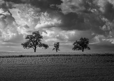 Three Trees Under Cloudy Sky