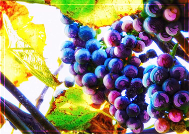 Grapevine Watercolor