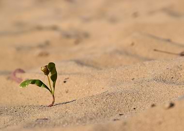 Small Plant in Sand