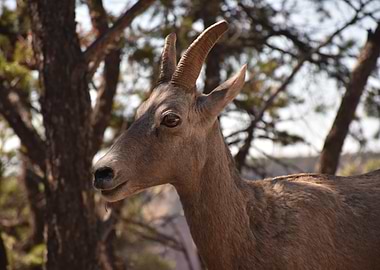 Bighorn Sheep Portrait