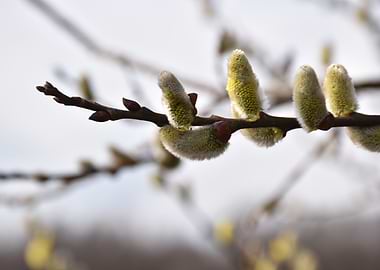 Willow Branch Spring Time