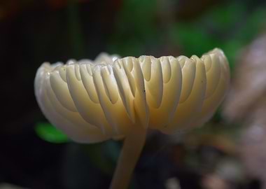 Ivory Bonnet (Mycena flavoalba)
