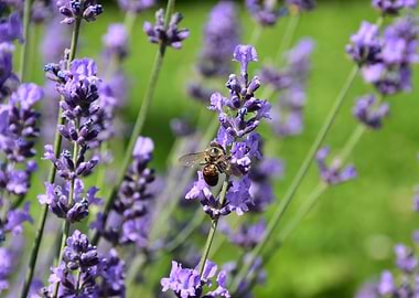 Bee on Lavender