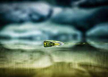 Snake in Water