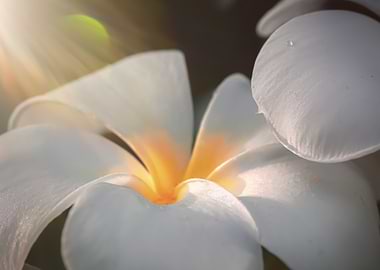 White Flower Close-Up