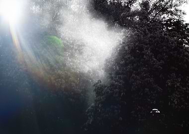 Sunlight Through Trees