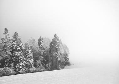 Snowy Forest in Fog
