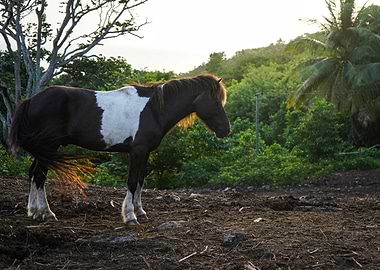 Black and White Horse in Caribbean