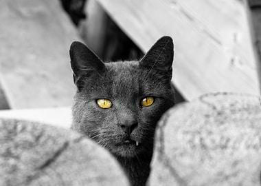 Gray Cat with Yellow Eyes