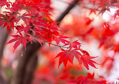 Autumn Maple Leaves