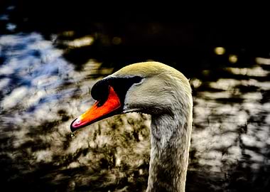 Swan with Droplet