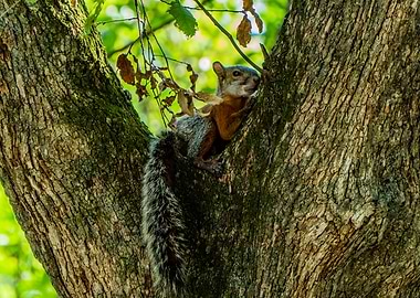 Squirrel in Tree