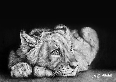 Lion Cub Pencil Drawing