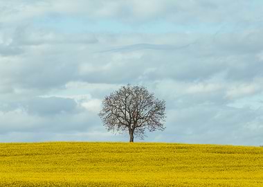 Lone Tree in a field