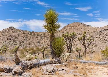 Joshua Tree Landscape