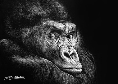 Gorilla Portrait