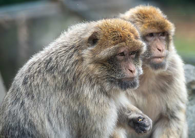 Two Monkeys Close Up