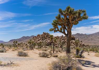 Joshua Tree Desert Landscape