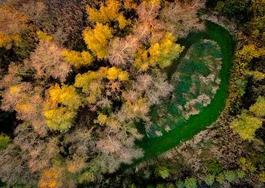 Aerial View of Autumn Forest