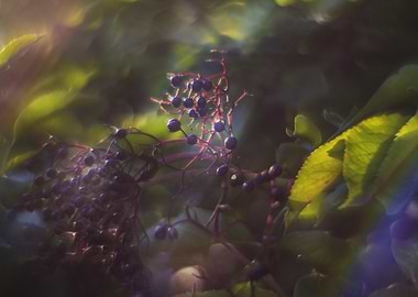 Purple Berries in Sunlight