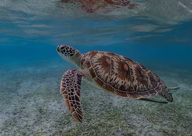 Green Sea Turtle Underwater