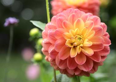 Pink and Yellow Dahlia